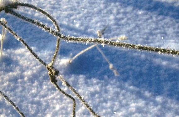 Frost on Wire Fence Nature Photography on Blank Note Card - A Cold Frosty One