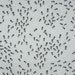 REMNANT--White and Black Ant Print Cotton Fabric--1/2 Yard