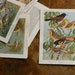 Vintage Bird Illustration, Meadowlarks, Blackbirds Ready to Ship