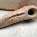 Bird Skull