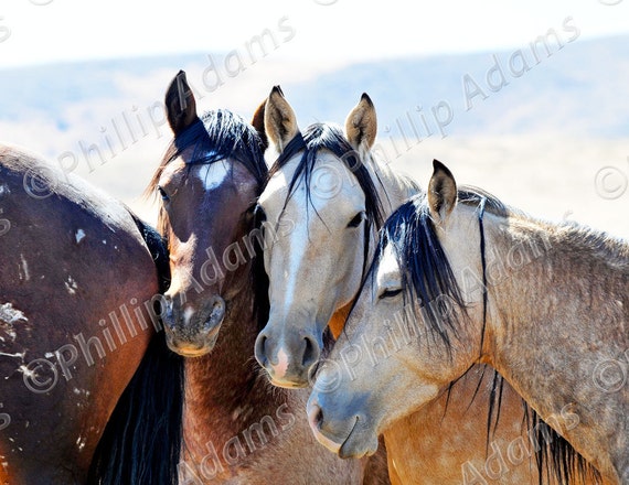 Bachelors - Mustang Stallions - 8.5" x 11"