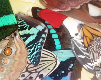 5 different pairs of real butterfly wings for art and jewelry projects - real butterfly wings - cruelty free - taxidermy