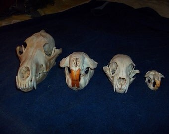 4 Real animal bone Skull skeleton taxidermy parts muskrat coyote bobcat beaver
