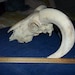 Real animal bone parts ram skull