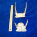 2 Real bone animal part deer skull with antlers
