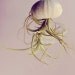 THREE Stripey Jellyfish Air Plants // Sea Urchins Hanging Art Installation Wedding Favor Terrarium beach house cottage decor