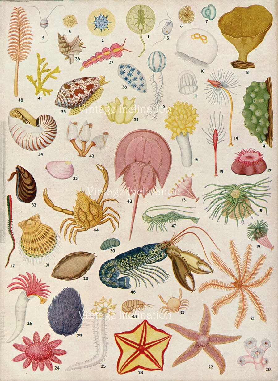 1950s OCEAN LIFE original antique sea life ocean print book