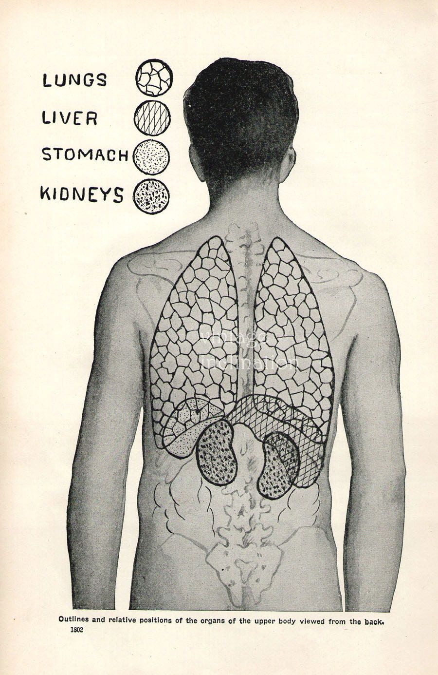 Human Anatomy Diagram Organs Female Back View