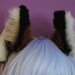 red fox ears