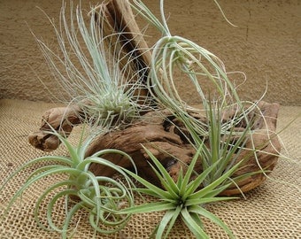 5 Pack Assorted Tillandsia Air Plants