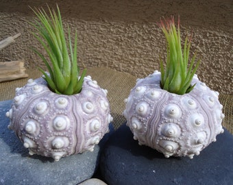 2"-3" Purple Sputnik Sea Urchin Shell Perfect for Mounting Tillandsia