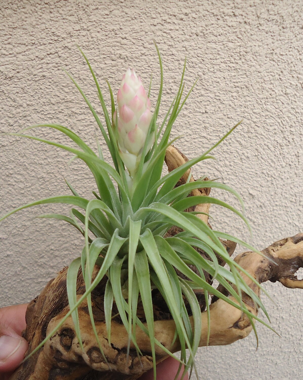 Tillandsia Stricta Hard Leaf Air Plants