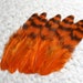 Striped Orange Feathers, Grizzly Hen for Feather Crafts, Jewelry, Millinery