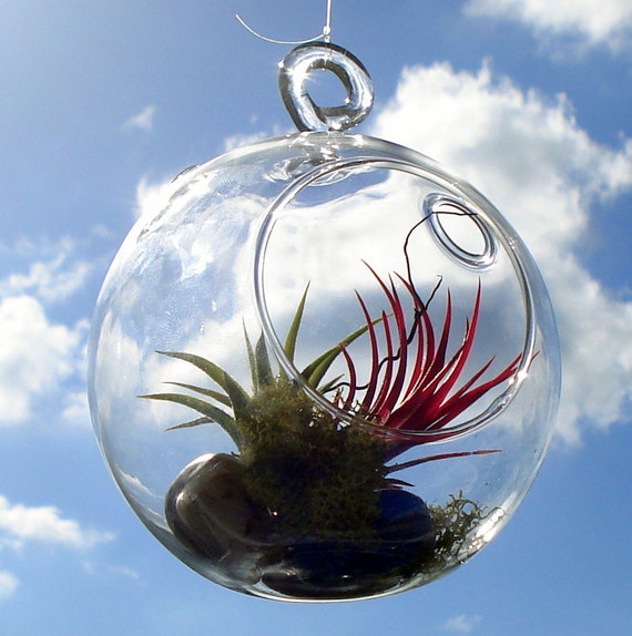 Globe Air Plant Hanging Terrarium Clear Glass Orb Kit with Moss, rock or sand