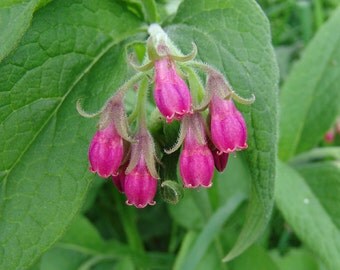 Comfrey Herb - Heirloom - 20 Seeds