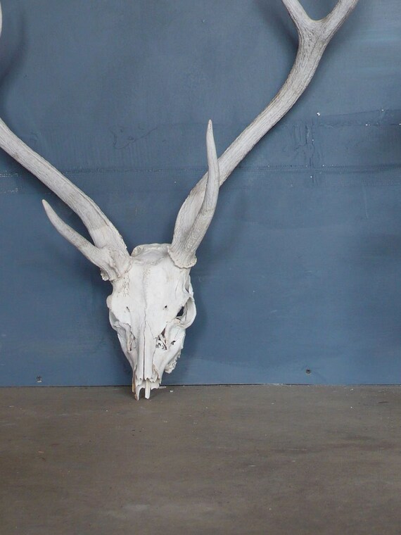 Huge Axis Deer Skull with Antlers C.