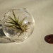 Small Air Plant Mooncrater with Air Plant