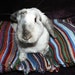 wide Bunny Hugger side by side bunny bed for a medium size rabbit stripes acrylic wool free