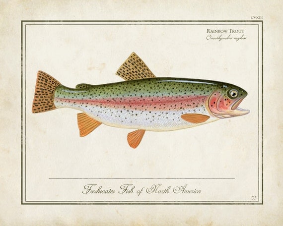 Antique Style Rainbow Trout 8 x10 inch by StoneridgeArtStudios