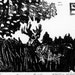 Deer - Linocut Print - Emerging Buck - Signed and Numbered - Fourth of 5 Impressions - Framed