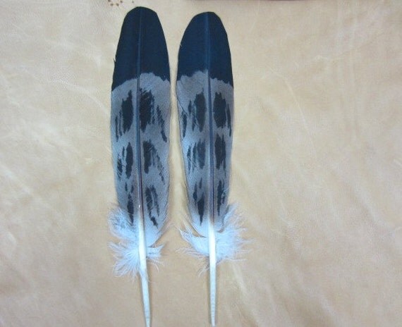 Golden Eagle Replica Tail Feathers Parrot Lot 184 Native