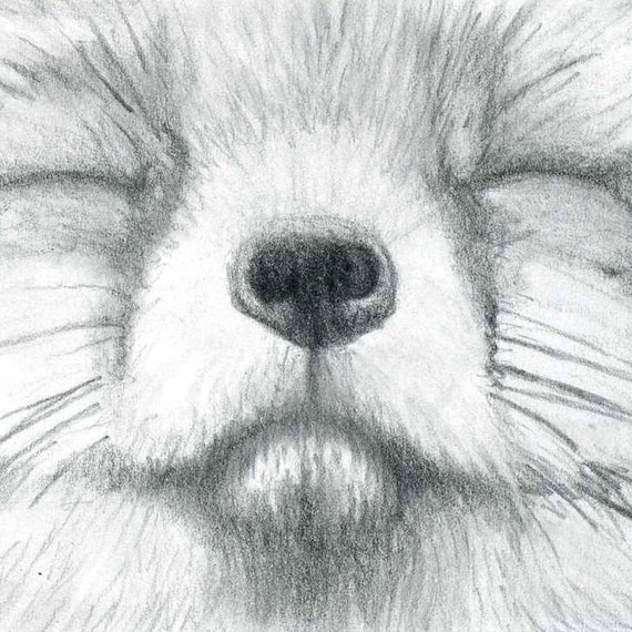 Original ACEO Fox Face Photo Realistic Pencil Drawing by