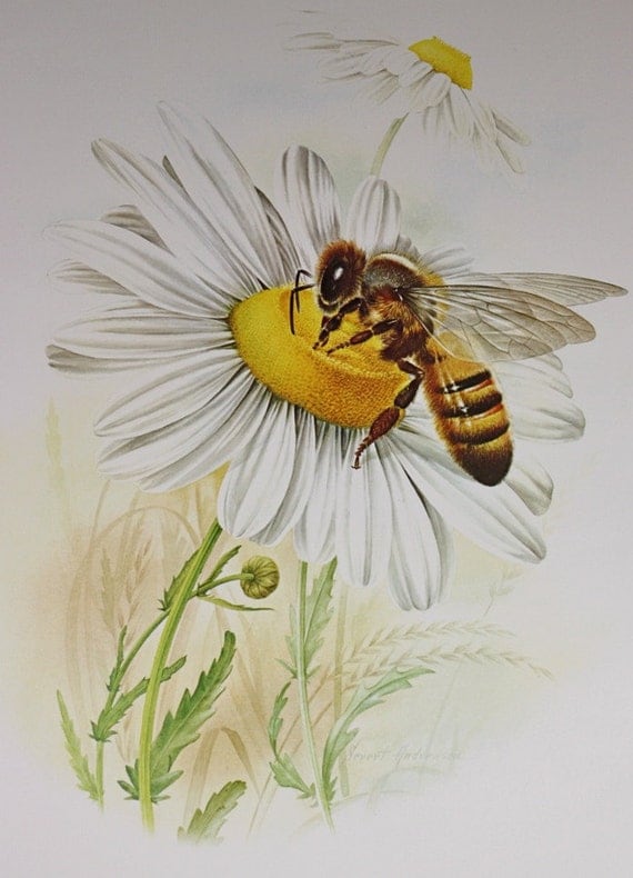 Honeybee on Daisy Bee on Flower 1976 Vintage Animal and