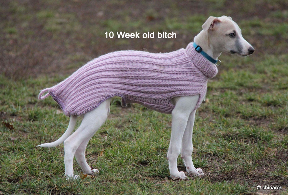 Items similar to Whippet Puppy Sweater / Jumper / many colors available on Etsy