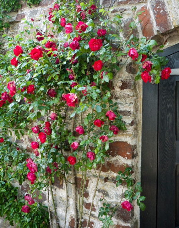 Items similar to Climbing red roses, Garden brick wall, Garden door