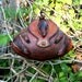 Vintage Armadillo Purse