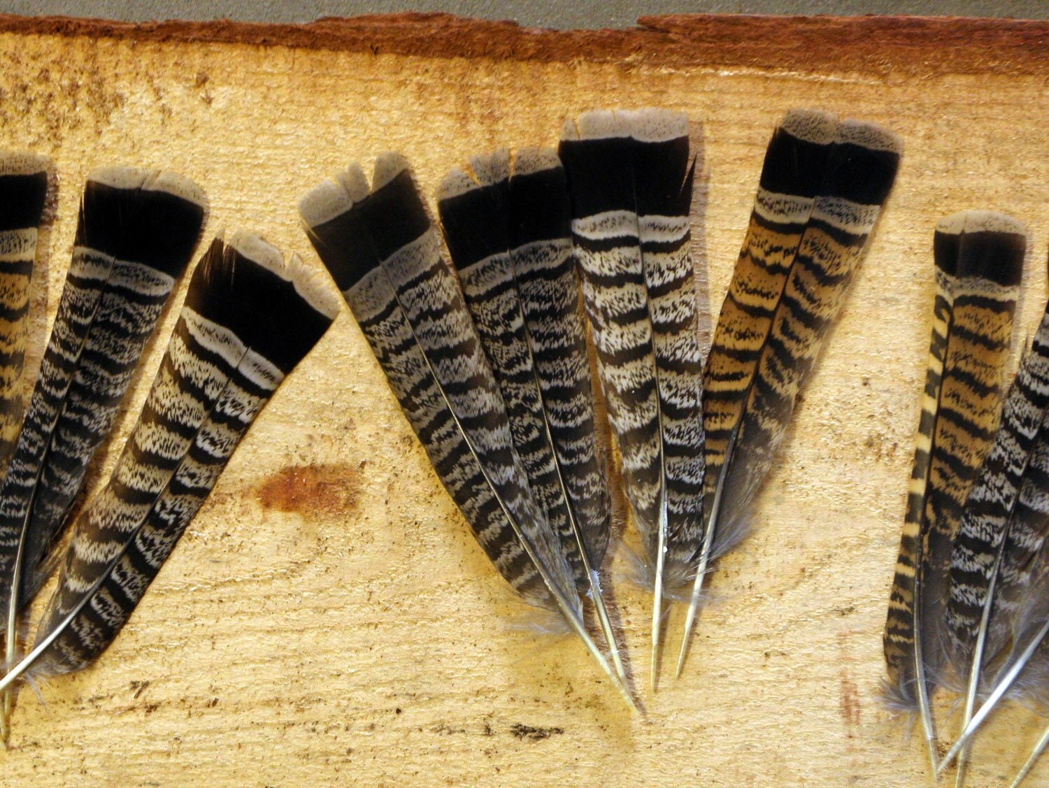 REAL FEATHERS 50 Partridge Tail Feathers by TheRusticWoodshed