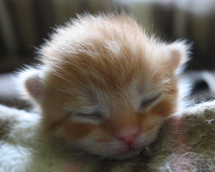 newborn orange tabby kittens