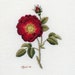 Embroidery Kit: French Rose