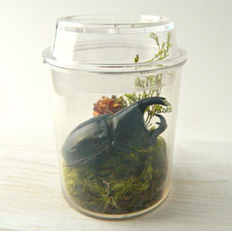 Bug Terrarium Kit for Kids Real Dried Insect Eco Friendly