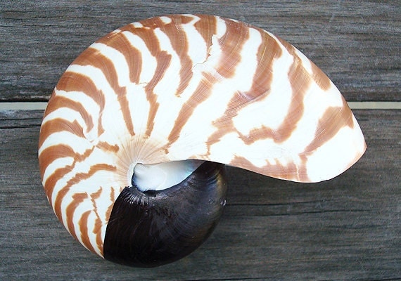 Baby Natural Nautilus Seashell 3-5 Nautilus by seashellmart