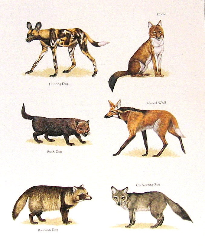 Hunting Dog Bush Dog Maned Wolf Raccoon Dog etc. Vintage Hunting Dog Bush Dog Maned Wolf Raccoon Dog etc. Vintage