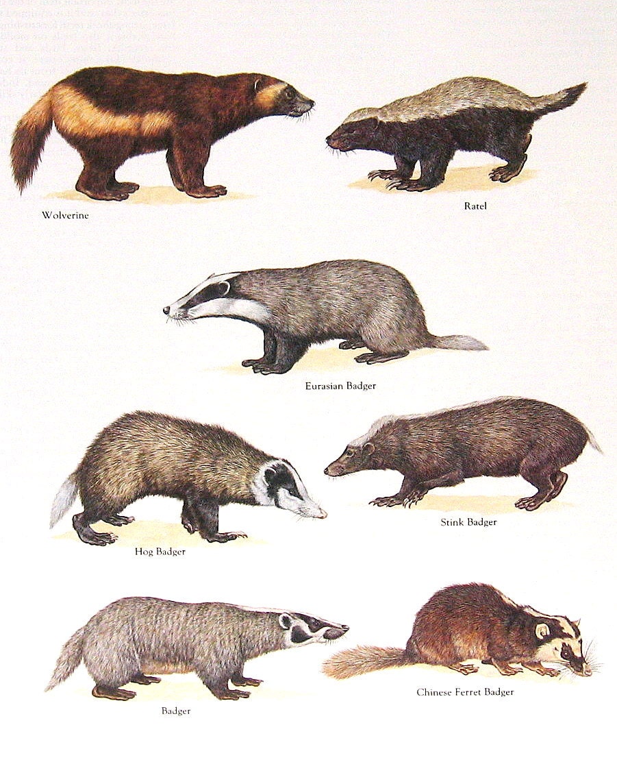 Wolverine Hog Badger Stink Badger Eurasian Badger etc.