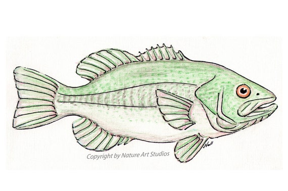 Items similar to Largemouth Bass Fish Art Print - From original ...