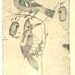 Woodpecker, Passerine, Birds Sketch Drawing, Maranhao, Brazil, Frei Cristovao