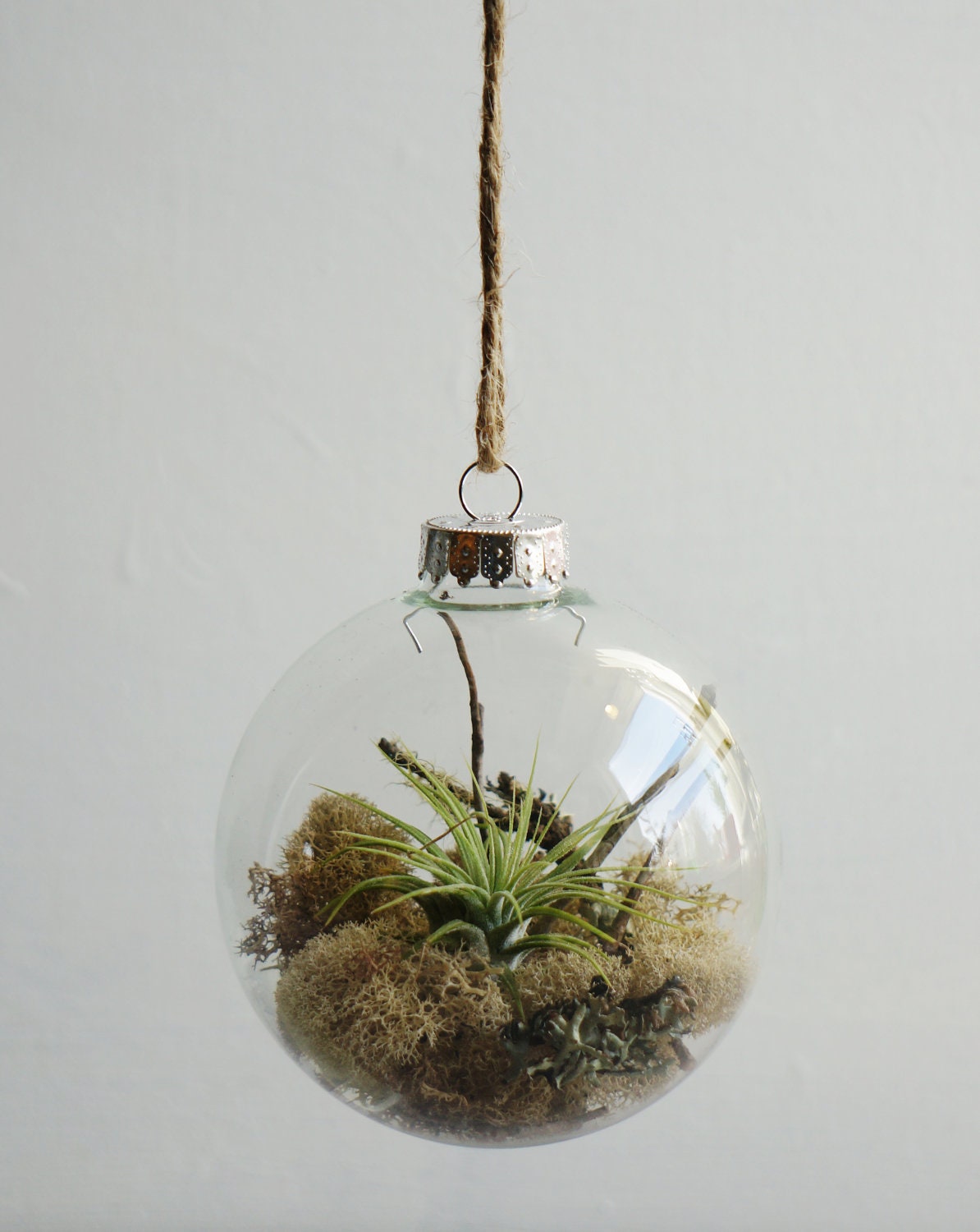 Air Plant Glass Ornament Live Air Plant Reindeer Moss