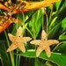 Real Orange Sugar Starfish Hoop Earrings