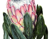 Items similar to Watercolor Protea flower painting print South African indigenous fynbos on Etsy