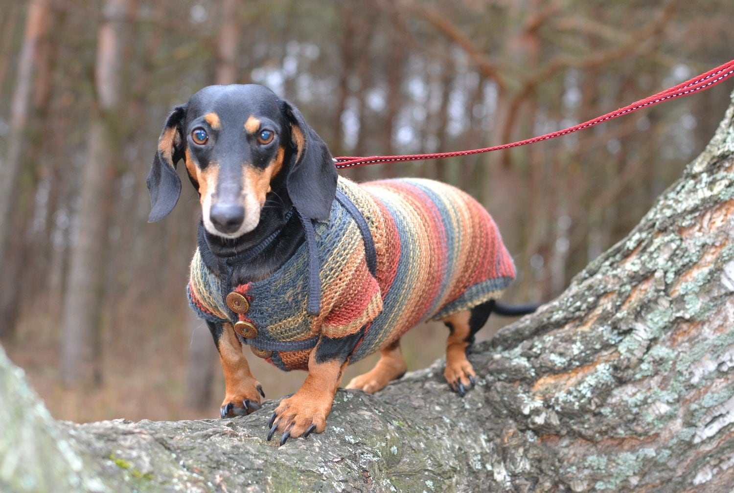 dachshund clothes dachshund dog clothes dachshund by Puppy1Love