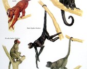 Monkeys - Red Howler Monkey, Black Spider Monkey, Common Wooly Monkey, Woolly Spider Monkey - Vintage 1984 Animal Book Plate