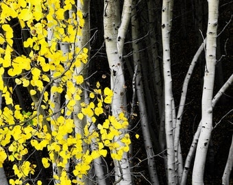 Aspen trees fall, Colorado art, fall tree photo, cabin decor, rustic home decor, yellow aspen leaves, landscape nature photography | Splash