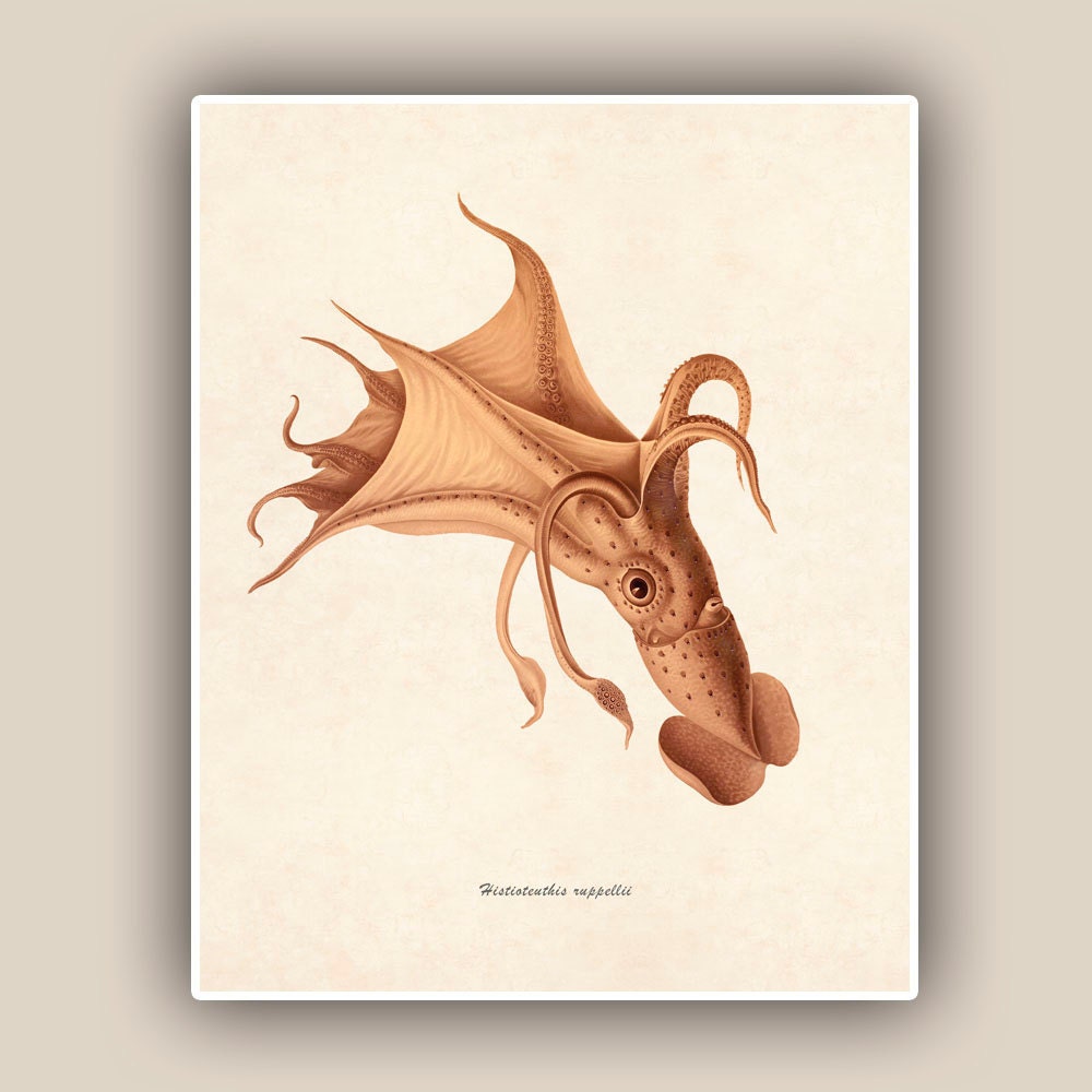 Squid Print 2 Vintage Umbrella Squid image print Marine