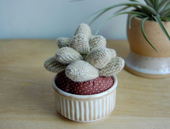 plush succulent