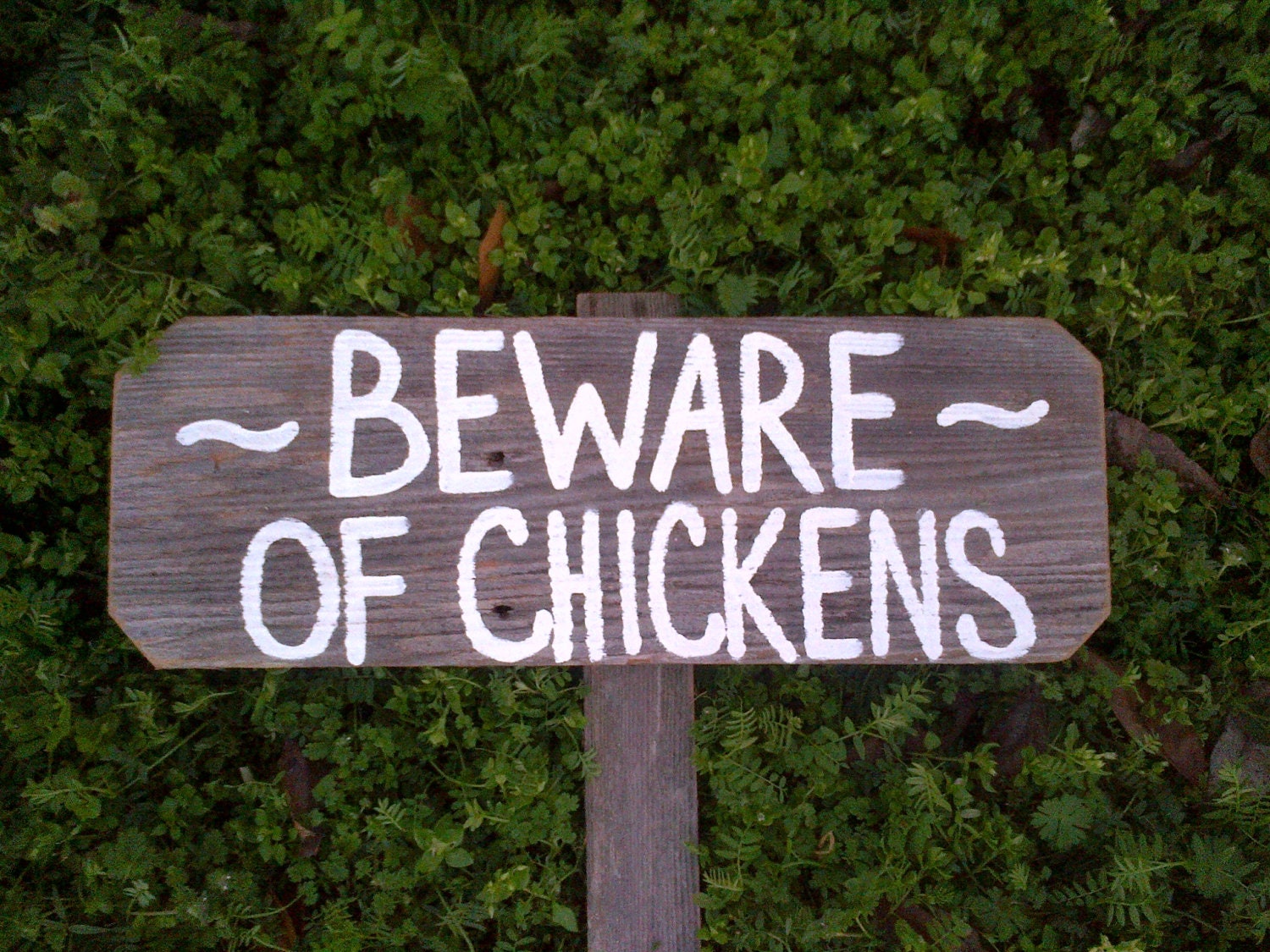 Beware of Chickens Funny Chicken Sign Farmers Sign Yard