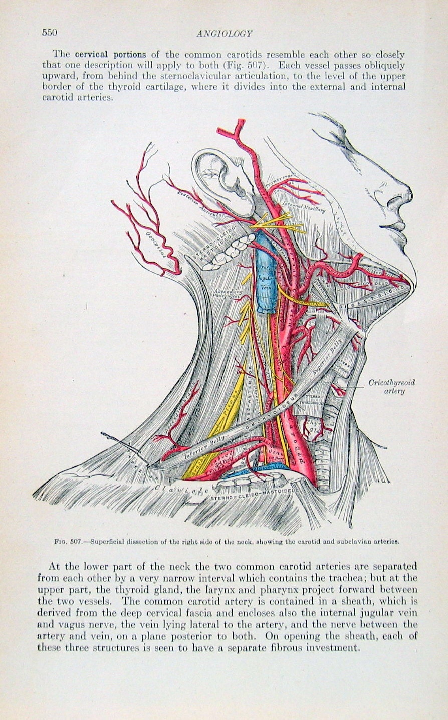 The Neck Arteries 3 Pages 1918 Human Anatomy Illustration