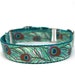 1" Peacock Feather martingale or buckle dog collar
